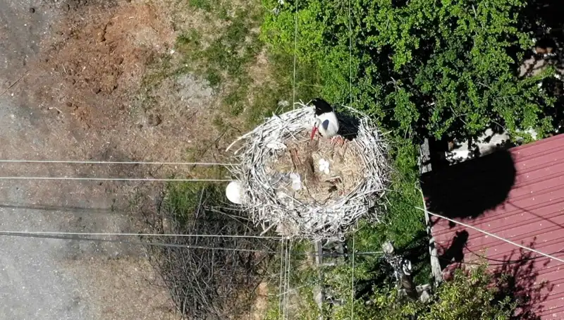 Baharın Gelmesiyle Yuvasına Dönüş Yapan Yıldız Duygu Dolu Anlar Yaşattı