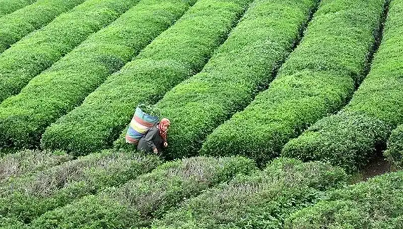 Bayramda ÇAYKUR’dan Yaş Çay Alımında Devam Kararı