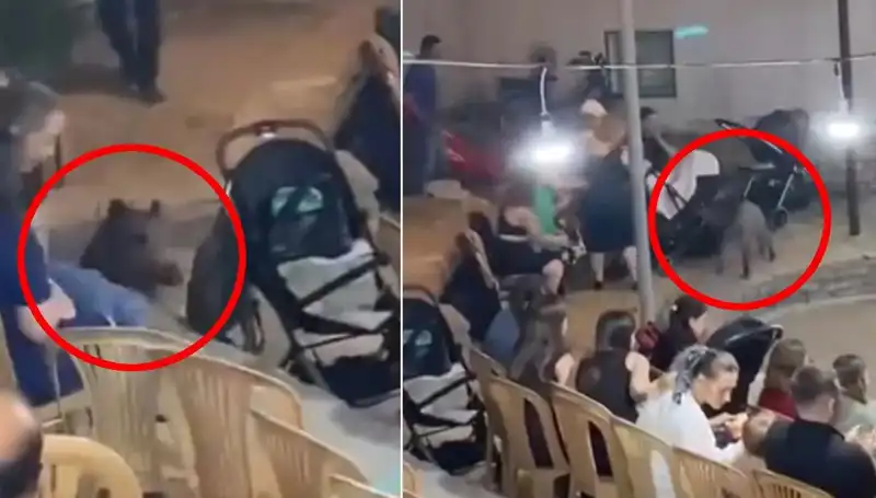 Düğün Törenine Gelen Yaban Domuzu Herkesi Şaşkına Çevirdi!