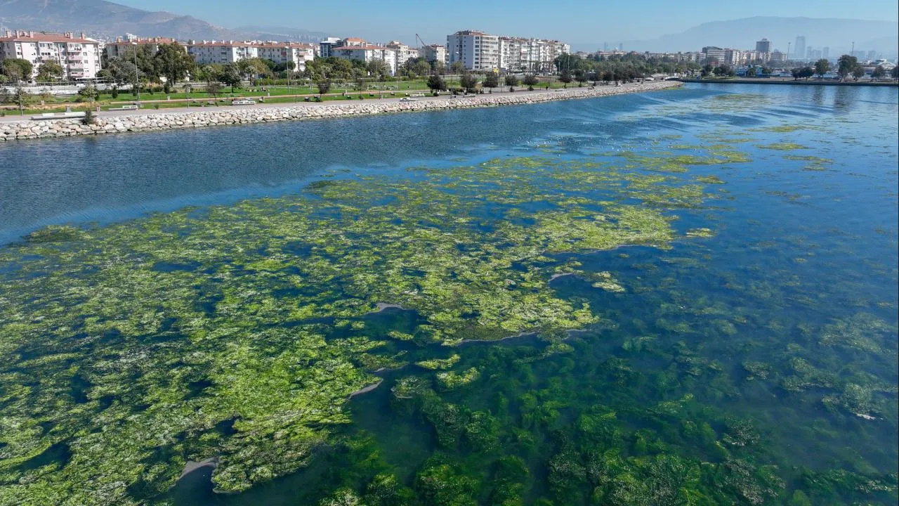 Balık Ölümlerinin Ardından Yosun Kirliliği Tehdidi Büyüyor