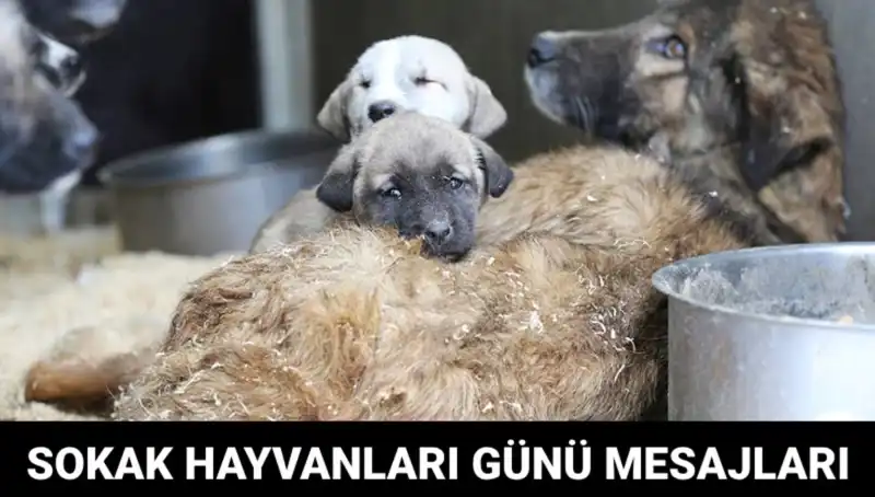 Dünya Sokak Hayvanları Günü 2023: Farkındalık İçin Bir Adım Atın!