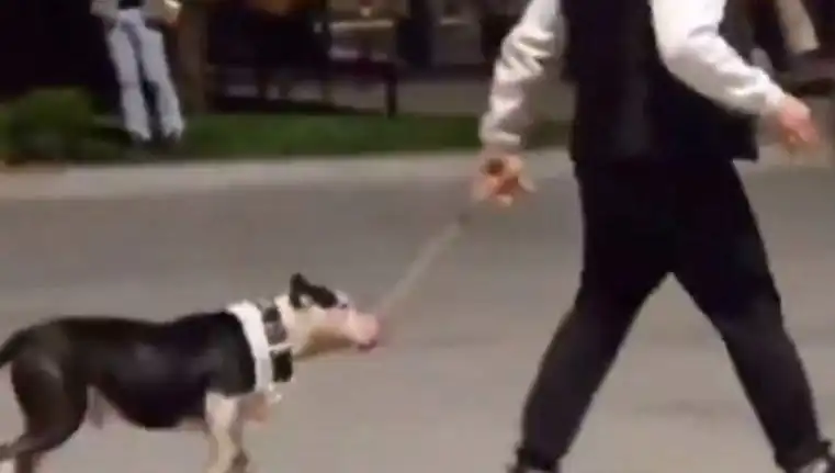 Ağızlıksız Pitbull, Başka Köpeklerin Üzerine Saldı: Sahibine Cezalı Sıra Geldi