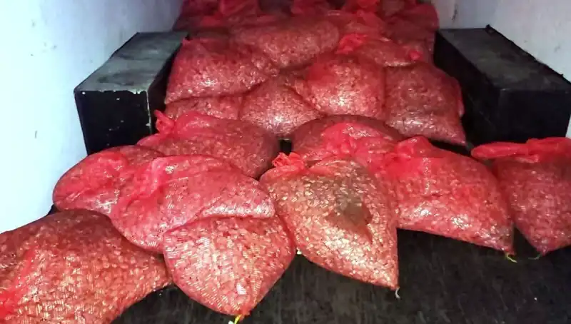 Samsun’da İlgileri Üzerine Çeken 1,5 Ton Kaçak Midye Operasyonu!
