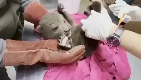 Karabük'te Yavru Bozayı Bulundu: Doğa Koruma Takipte