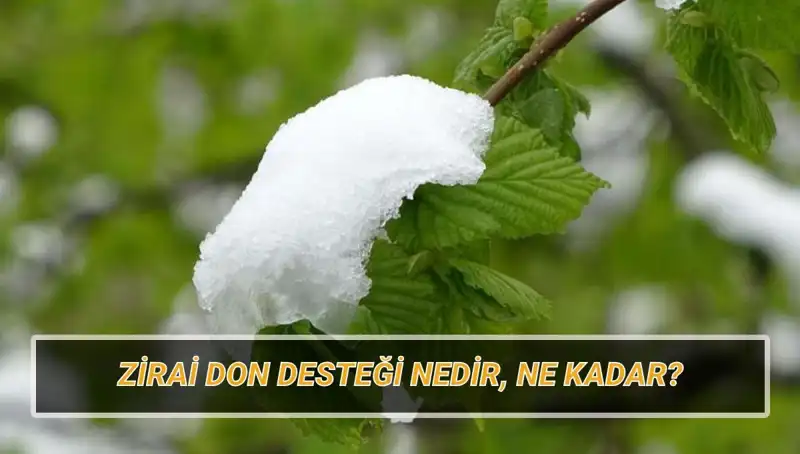 Türkiye’deki Zirai Don Olayı: Desteklemeler ve Etkileri Neler Olacak?