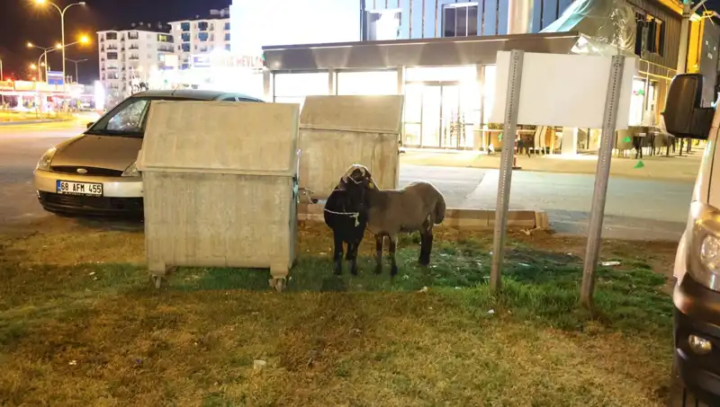Yola Düşen "Mor Karaman" Koyunları Kaderlerine Terk Edildi: Şok Edici Görüntüler!