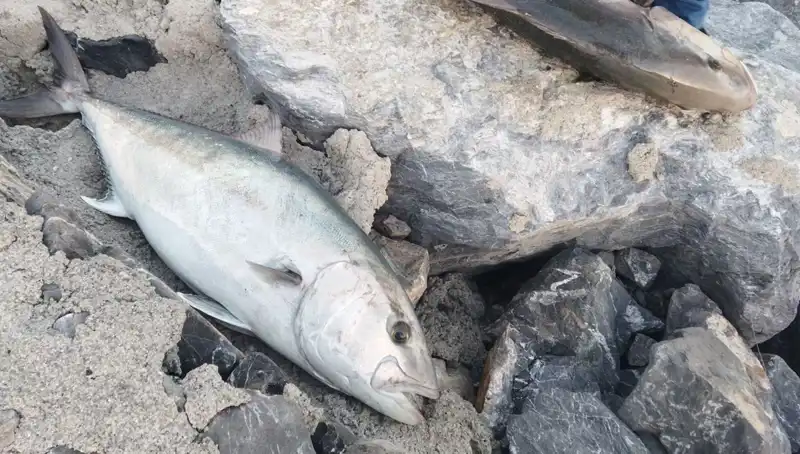 Oltayla Yakalanan Devasa Balık: 65 Kiloluk Av 18 Bin TL'ye Satıldı!
