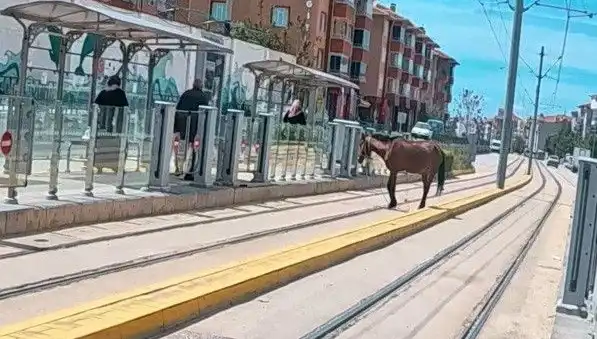 Eskişehir Tramvay Raylarında Baş Boş Gezen At Halkı Şaşırttı