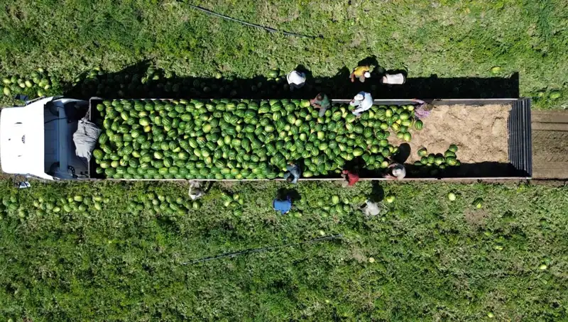 Bafra Ovası'nda 94 Bin 500 Ton Karpuz Rekoltesi Beklentisi: Tarımda Dönüm Noktası!