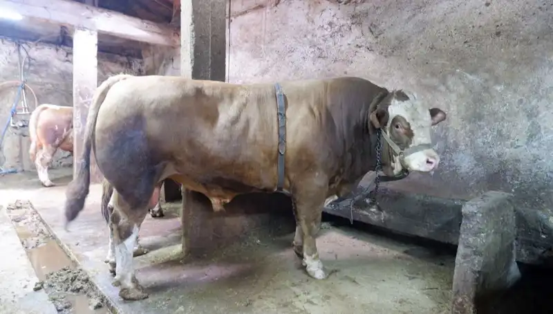 1 Ton 200 Kilo Altın Yüzüğüyle Şok Eden Satış!