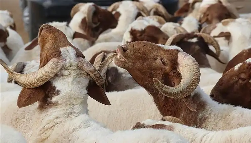 Akika Kurbanı Nedir, Ne Zaman Kesilir ve Yenir mi? Tüm Detaylar Burada!