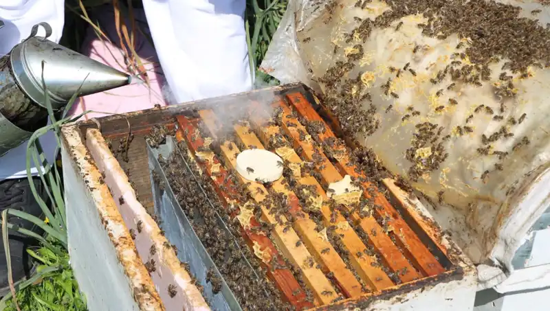 Ata Mesleği Arıcılığı Yurt Dışına Taşıyan Genç Girişimci