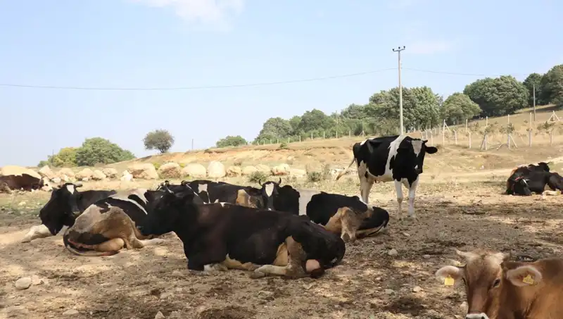 Şap Hastalığına Karşı 22 Köyde Giriş Çıkış Kısıtlaması Uygulandı