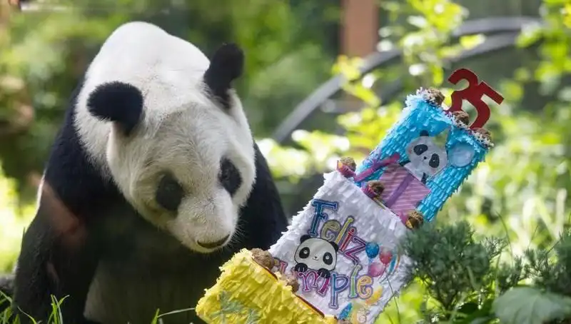 Dev Panda Xin Xin’in 35. Yaş Günü Kutlaması: Sevimliliğiyle Göz Doldurdu!