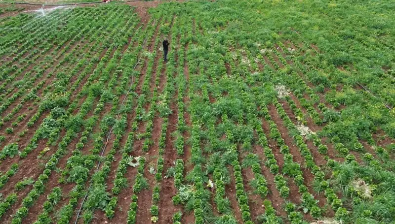 Kuraklık Marul Hasadını Olumsuz Etkiledi: Üreticiler Ne Yapacak?
