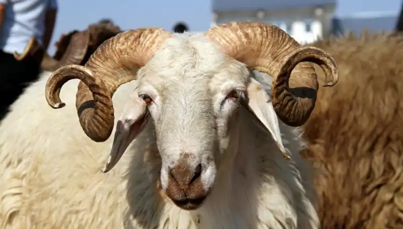 Kurban Bayramı Tatili 2025 Ne Zaman? 9 Gün Mü Sürecek?