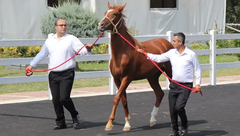 Taşkın Kral Rekoruyla Doğa Severleri Büyülüyor!