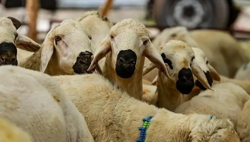 2024 Kurban Bayramı Ne Zaman? Bayram Tatili Süresi Uzayacak mı?