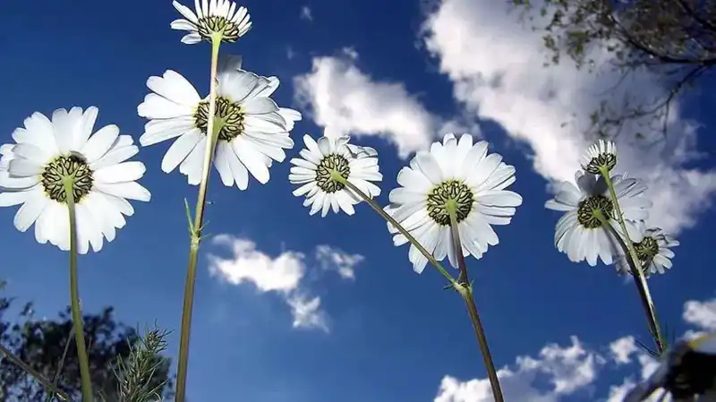 2026 Cemre Düşme Tarihleri: Hangi Ayda Düşecek ve Ne Zaman?