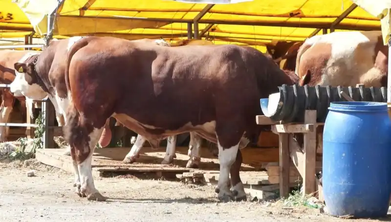 Kurban Pazarlarında Hareketlilik: Alıcılar ve Satıcılar Heyecan İçinde