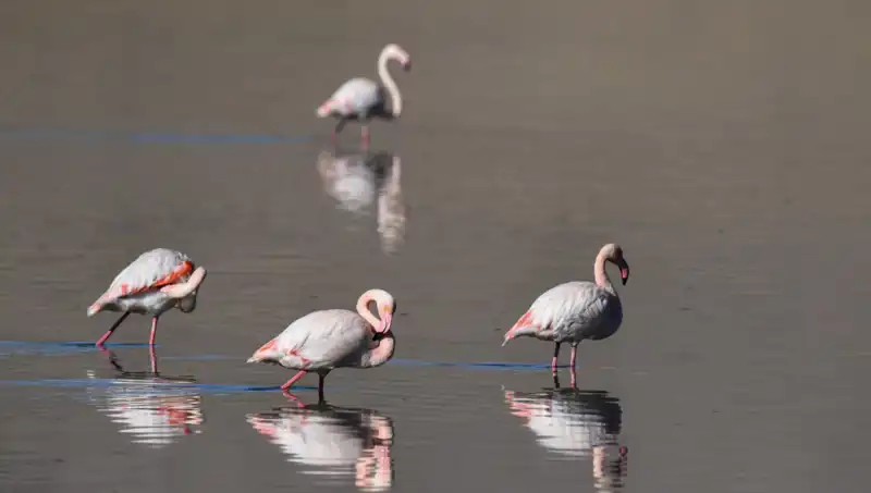 Kuş Cennetinde Kuraklık: Flamingo Nüfusu Alarm Veriyor!