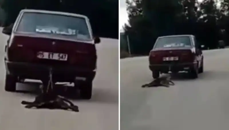 Dikkat Çeken Olay: Otomobilin Arkasında Köpek Sürükleniyor!
