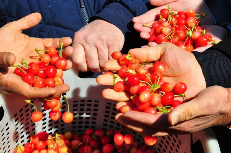 İlk Hasat ile Fiyatı 3 Bin 500 TL’ye Ulaştı: Tarımda Yeni Bir Dönem