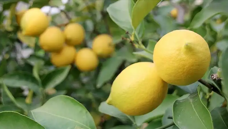 İstanbul'da Limon Fiyatları Uçtu: Adedi 24 Lira Olunca Ne Olacak?