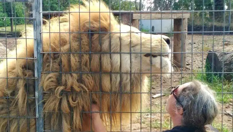 Avustralya’da Aslan Saldırısı: Kafeste Kadının Kolunu Kaptı!