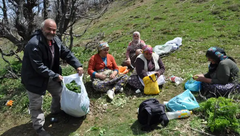 Yürüyerek Topluyorlar: Kilosu 250 TL Değerindeki Mucizevi Bitki