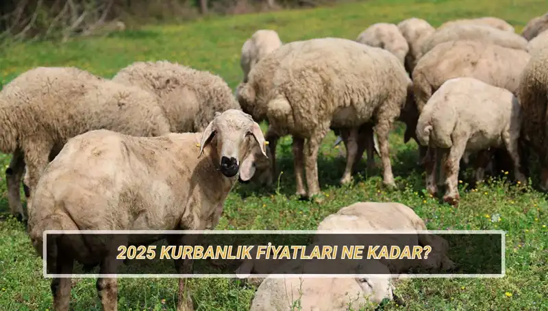2025 Kurbanlık Fiyatları Ne Olacak? Büyükbaş ve Küçükbaş Hayvan Piyasası Beklentileri