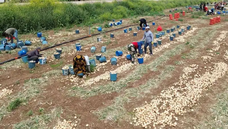 Soğan Hasadı Tükendi! Fiyatlar Beklenmedik Şekilde Düşüş Gösterdi