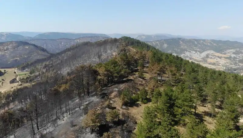 Bolu'da 5 Milyon Fidan Toprakla Buluşuyor: Doğa İçin Büyük Hamle